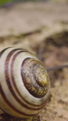 Vertikale-Video-Nahaufnahme-Schnecke-Gestreifte-Schale-Rinde-Baum-Uk-Wald-Landschaft